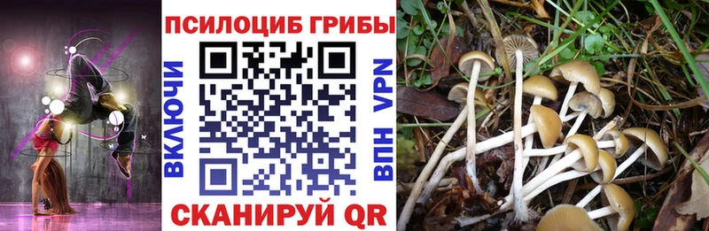 Псилоцибиновые грибы Psilocybe блэк спрут как зайти Моздок
